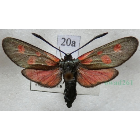 Zygaena viciae (Denis & Schiffermüller, 1775) Kraśnik wykowiec Czech20a